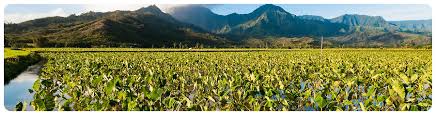 Taro fields beneath the Hawaiian mountains